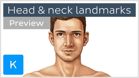 Surface Anatomy Landmarks Of The Head And Neck Preview Human