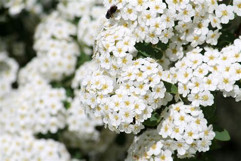 10 Beautiful White Flowering Perennials Garden Lovers Club