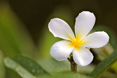 this is one of many types of barbados flowers plumeria plants flowers