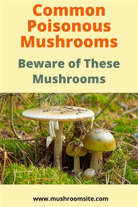 The Most Common Poisonous Mushrooms To Watch Out For
