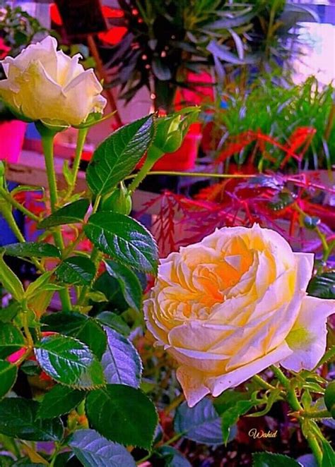 Pin By Mohmad On Nice Flowers Amazing Flowers Flowers Plants