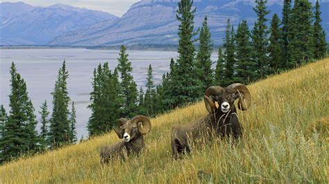 Wallpaper Landscape Animals Nature Wildlife Wilderness Tundra