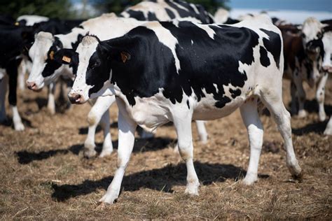 Santé Un Cas De Maladie De Vache Folle Atypique Détecté Aux Etats Unis 24 Heures