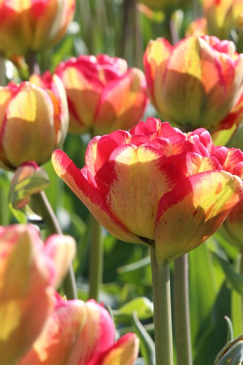 Color Changing Tulips New Varieties For Fall 2015 Longfield Gardens