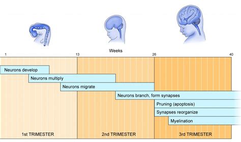 Fetal Brain Development Timeline