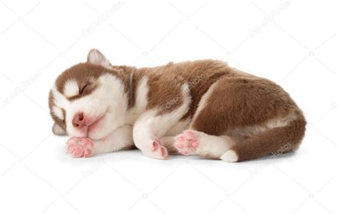 Siberian Cooper Red Husky Puppy Asleep — Stock Photo © Artsilense