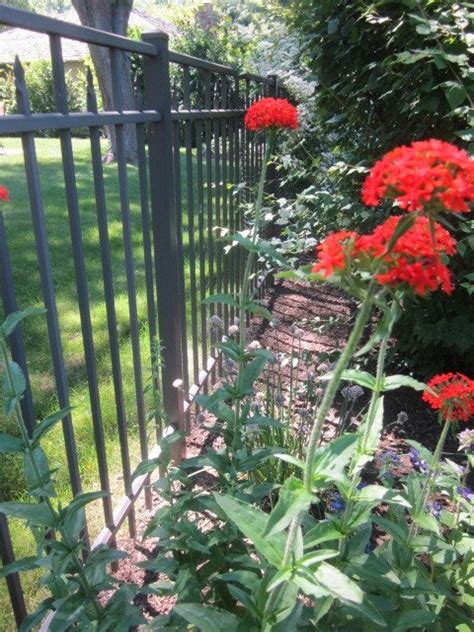 Sep 22, 2021 · only 10 red tulips bloomed, the rest didn't grow or grew leaves only, no flowers at all. Tall Red Flower? | Flowers Forums