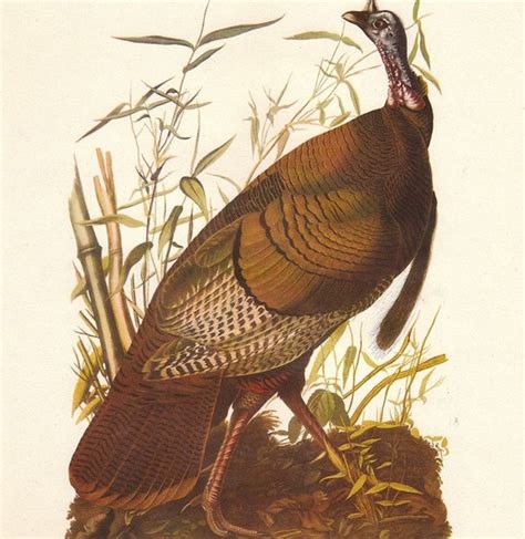 vintage audubon wild turkey bird print by vintagegoodness on etsy