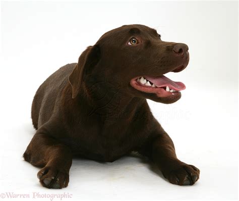Dog Chocolate Labrador Retriever Photo Wp43550
