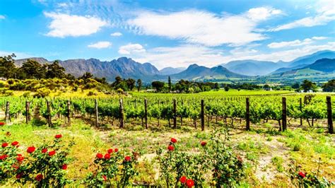 Vineyards Of The Cape Winelands In The Franschhoek Valley In The