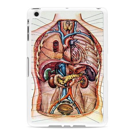 Want to learn more about it? Male Chest Anatomy Diagram Ipad Mini 2 Case - Comerch