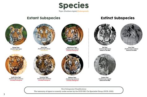 Tiger Educational Posters Factsheets Wfft