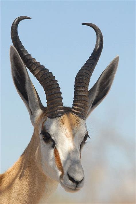 List African Animals With Horns 40 Beautiful Pictures Of African