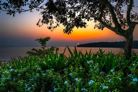 India Scenery Sunrises And Sunsets Rivers Shrubs Branches