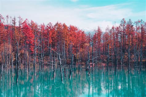 Nature Landscape Trees Forest Fall Water Pond Sky Clouds 4k Hd Nature