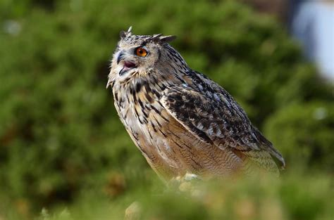 Lukas hradecky produced finland vs belgium. Eurasian Eagle Owl | | Nature