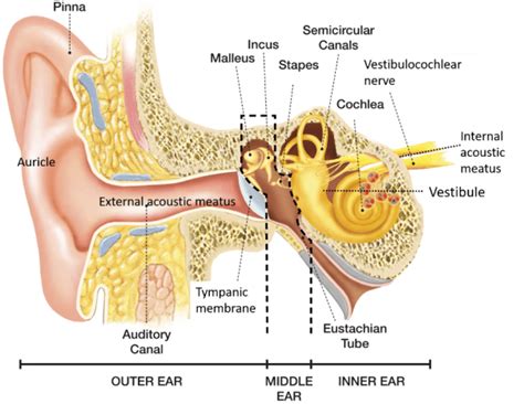 External Ear Auricle And External Acoustic Meatus Anatomy Qa