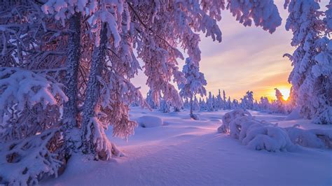 Wallpaper Nature Winter Sunset Trees Snow 5120x2880