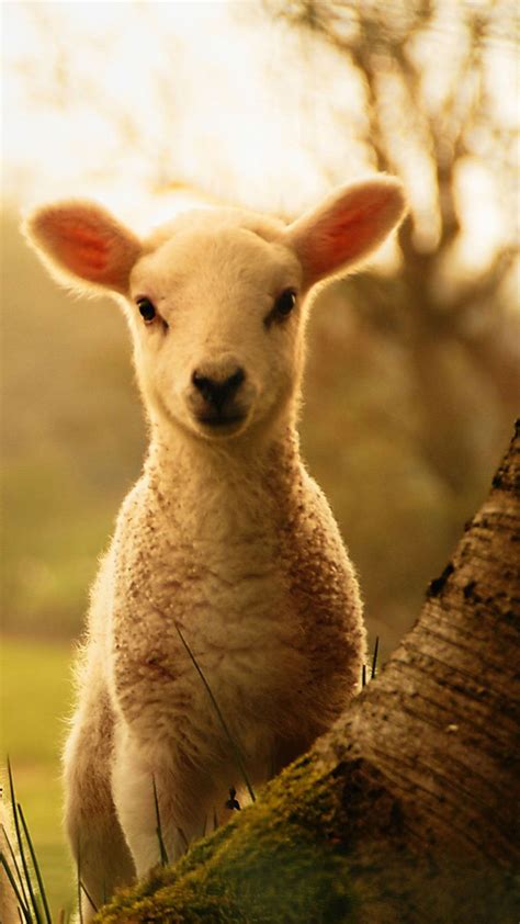 Lamb Cute Aesthetic Happy On Hay