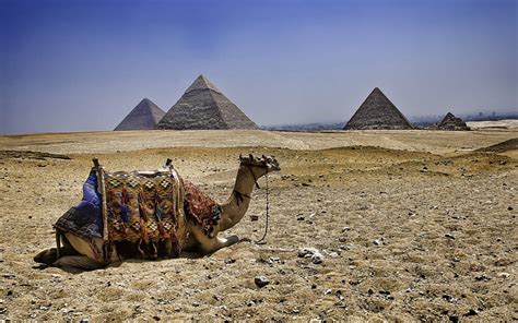 Camel And Pyramids Travel Pyramids Pyramid Camels Old Camel Egypt Hd Wallpaper Peakpx