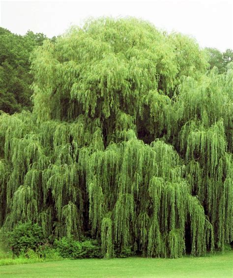 4 Weeping Willow Trees 8 Tall Bare Root Arching Canopy Salix