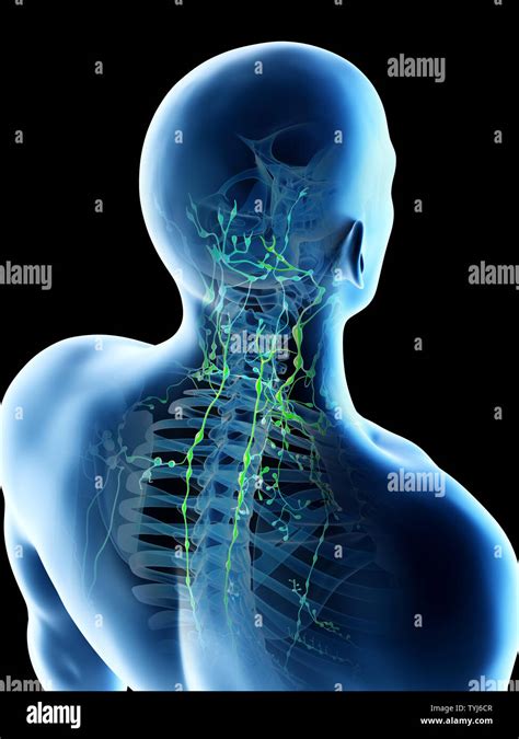 Back Of Neck Anatomy Lymph Anatomy Of The Lymphatic And Immune
