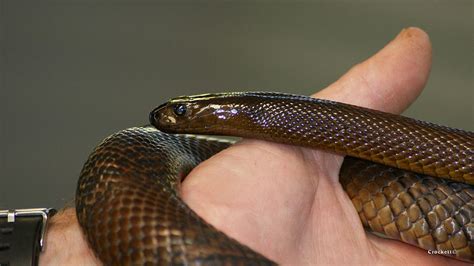 Fierce Snake Inland Taipan 2 Photograph By Gary Crockett Pixels