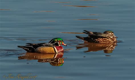 Wood Duck Mates Tom Ringold Flickr