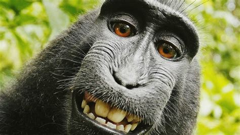 Smiling Monkey Wallpapers Wallpaper Cave