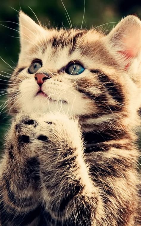 #6 back up photos and videos for free in amazon cloud. Kindle Fire Cat Wallpapers - Top Free Kindle Fire Cat ...