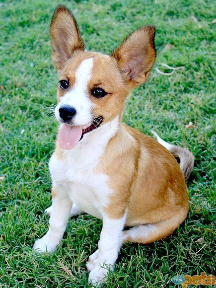 The chihuahua lab mix is also known as the labrahuahua. 12 Unreal Chihuahua Cross Breeds You Have To See To Believe
