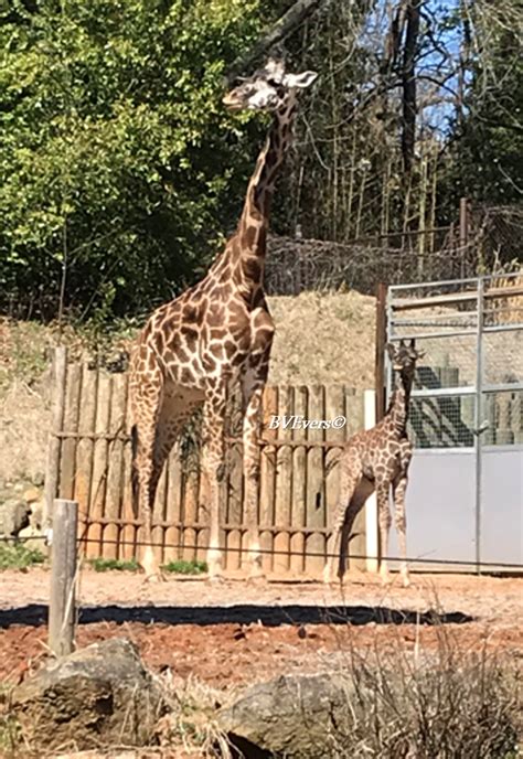 Meet The Newest Giraffe At The Greenville Zoo