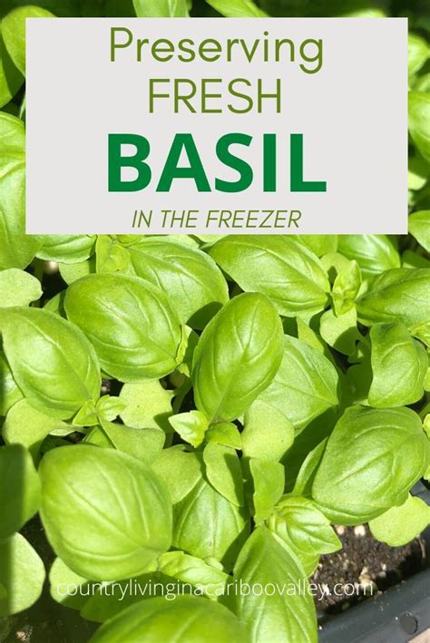 How To Preserve Basil Tastes Fresh All Winter Long Preserve Fresh