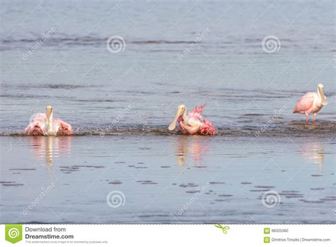 Roseate Spoonbills Bathing Jn Ding Darling National Wildl Stock