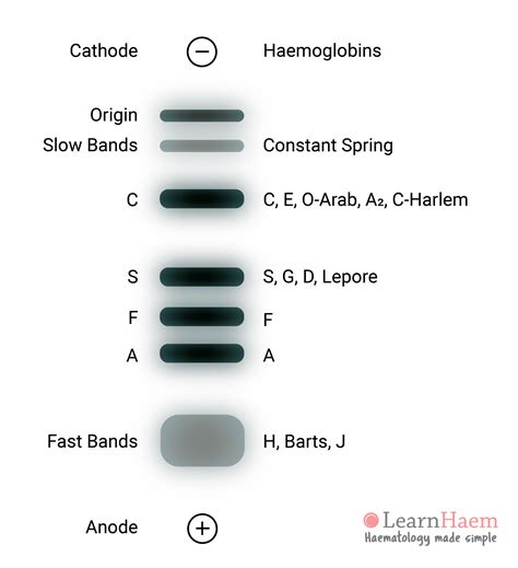 Haemoglobin Electrophoresis Learnhaem Haematology Made Simple