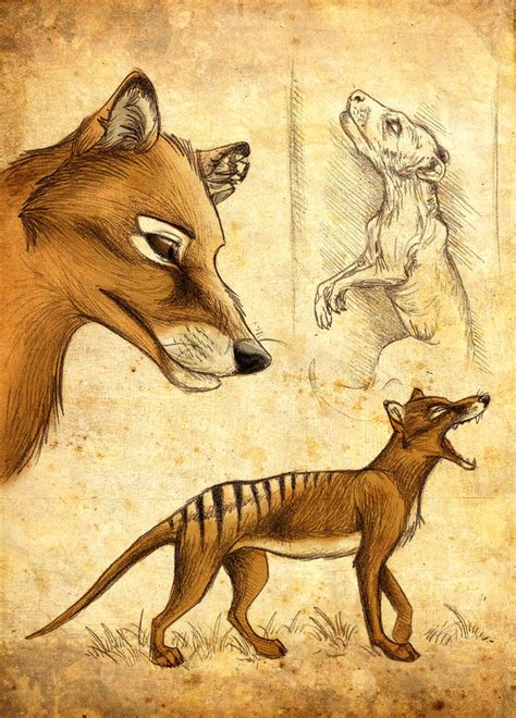 Thylacine By Culpeo Fox On Deviantart