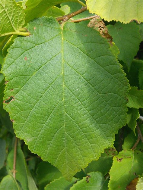 Basic Tree All Pictures Tree Identification Regional And Community