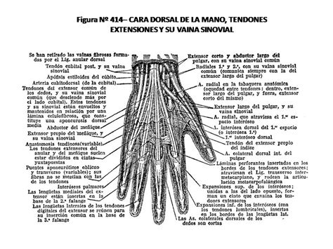 Atlas De AnatomÍa Humana 414 La Mano Tendones Extensores Y Su Vaina