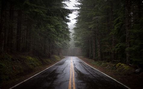 Foggy Forest Forest Road Pine Forest Conifer Forest Aesthetic