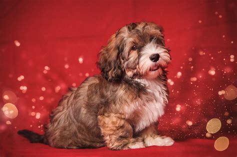 15 Amazing Facts About Havanese Dogs You Probably Never Knew Page 4