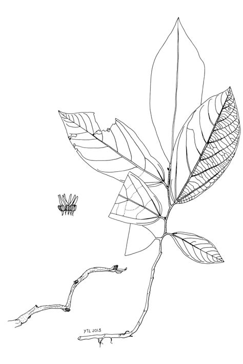 Thottea Ruthiae A Habit B Inflorescence C Gynostemium All From
