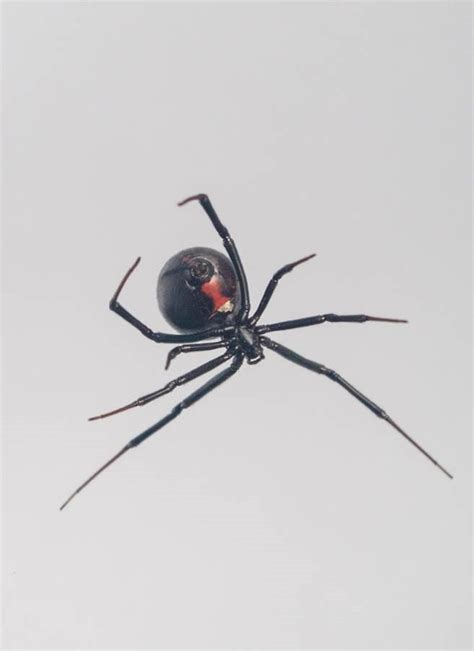 Mystery Of How Black Widow Spiders Create Steel Strength Silk Webs