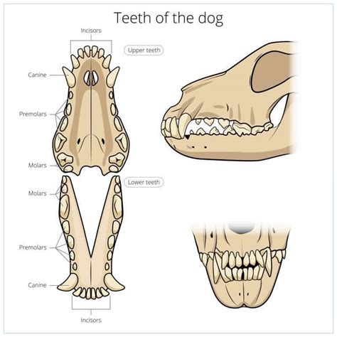 It is the easiest and least expensive technique a pet not every cat should get its teeth brushed. A Dog's Digestive System: How Does it Work? - My Animals