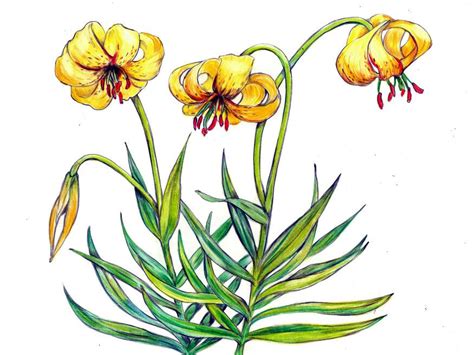 Lilylilium Bosniacum｜national Flower Of Bosnia And Flower Database