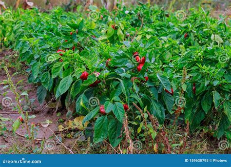Red Peppers Ripening On The Vegetable Stock Image Image Of Gardening
