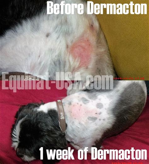 Dermacton Reviews Itchy Dog Sore Skin Itch Relief