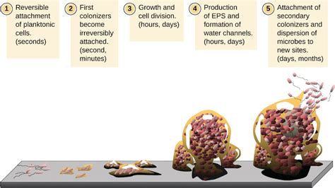 The Role Of Bacterial Biofilms In Antimicrobial Resistance