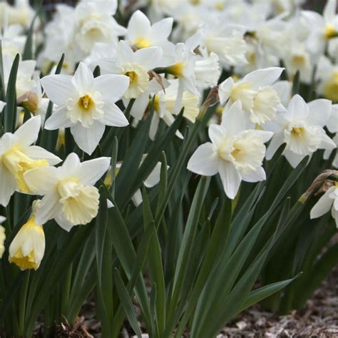 Daffodil Trumpet Mount Hood 20 Bulbs Longfield Gardens
