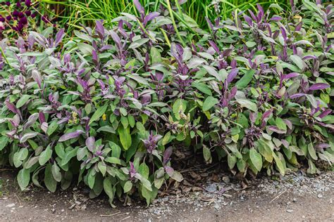 Purple Sage Bush Plant Care And Growing Guide
