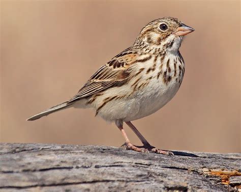 Learn How To Id These 5 Confusing Streaked Sparrows All About Birds